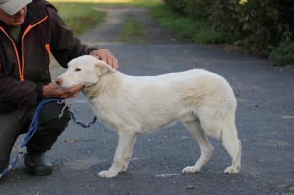 Sibi - sehr lieb u. anhänglich