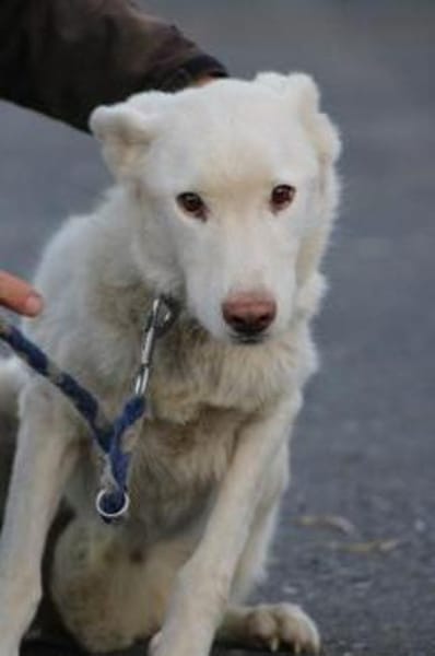 Sibi - sehr lieb u. anhänglich