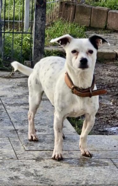 Tina ❤ lustige Jack Russel Hündin