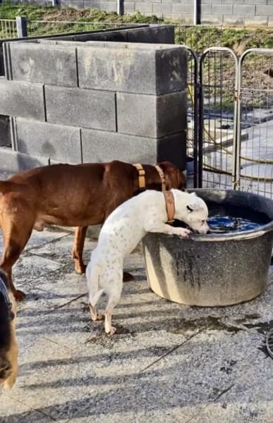 Tina ❤ lustige Jack Russel Hündin
