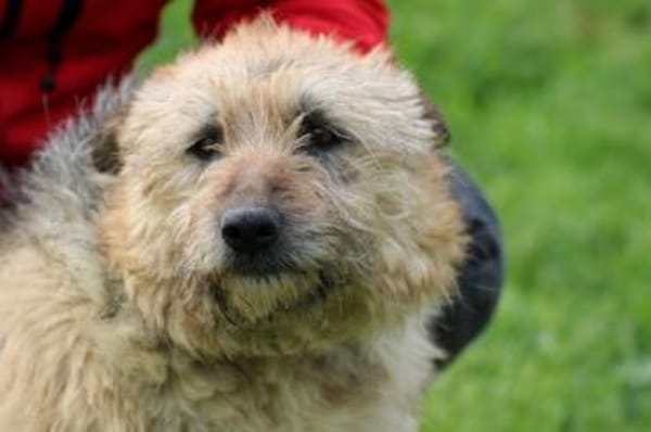 Yolanda - verschmust u. sehr zutraulich