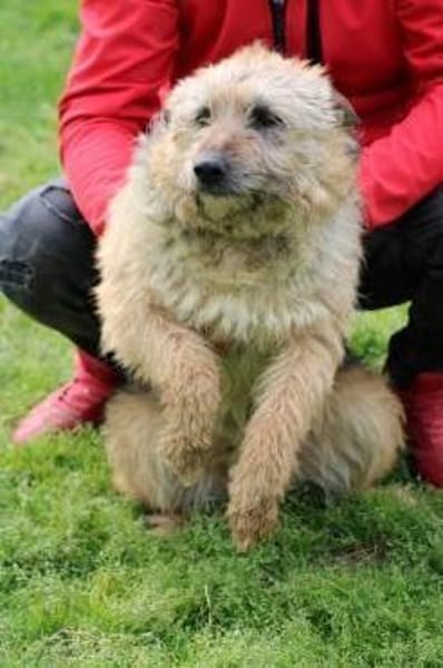 Yolanda - verschmust u. sehr zutraulich