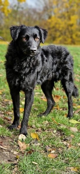 Sato - ein liebevoller Bub