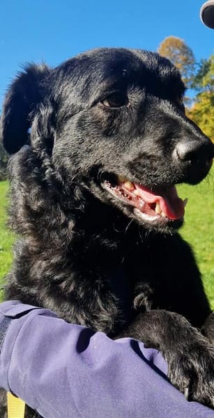 Sato - ein liebevoller Bub