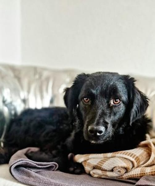 Sato - ein liebevoller Bub