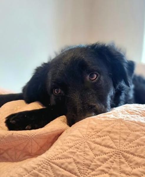 Sato - ein liebevoller Bub