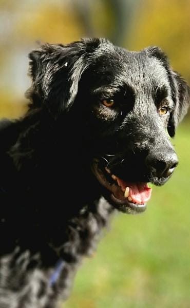 Sato - ein liebevoller Bub