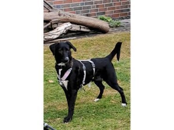 Jaala - wartet in 22145 Hamburg