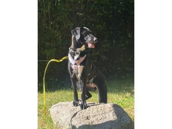 Jaala - wartet in 22145 Hamburg