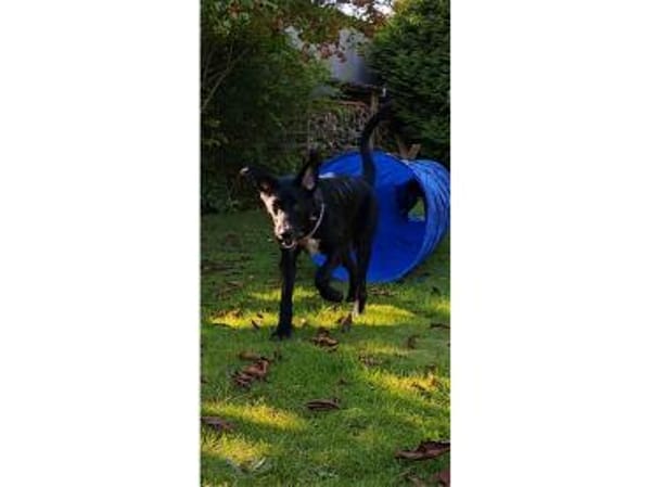 Jaala - wartet in 22145 Hamburg