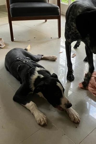 Rocky 💗 wartet in 50674 Köln