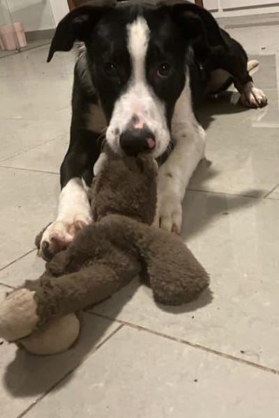 Rocky 💗 wartet in 50674 Köln