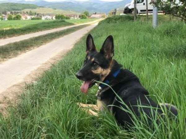 Billi Schäferhund rüde 7 j.