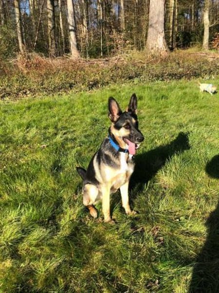 Billi Schäferhund rüde 7 j.