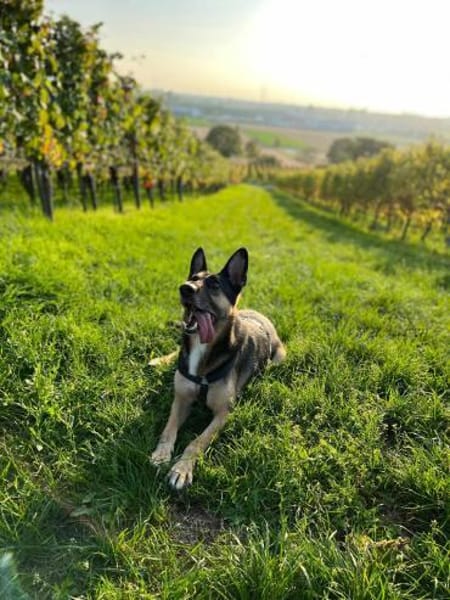 Billi Schäferhund rüde 7 j.