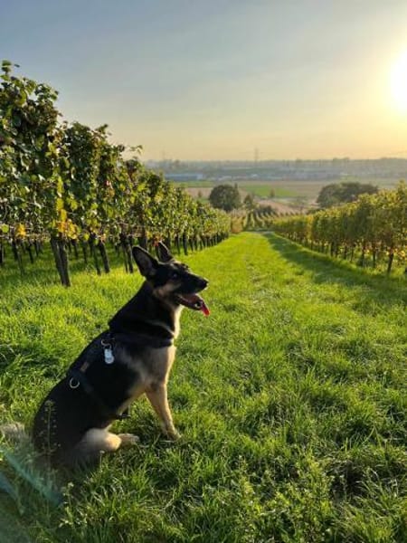 Billi Schäferhund rüde 7 j.