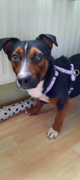 Cora Jack Russel - Mix  2-3 Jahre 38 cm