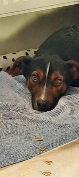 Cora Jack Russel - Mix  2-3 Jahre 38 cm