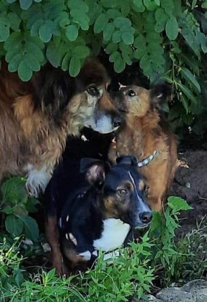 Cora Jack Russel - Mix  2-3 Jahre 38 cm