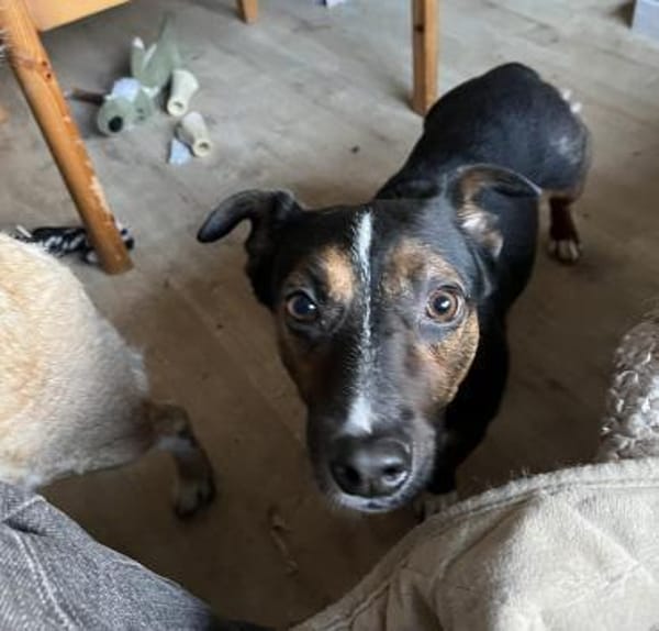 Cora Jack Russel - Mix  2-3 Jahre 38 cm