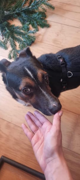 Cora Jack Russel - Mix  2-3 Jahre 38 cm