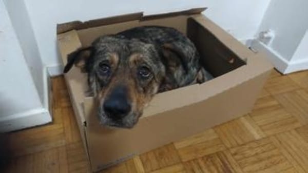 MAARJANIN * Charmante Persönlichkeit