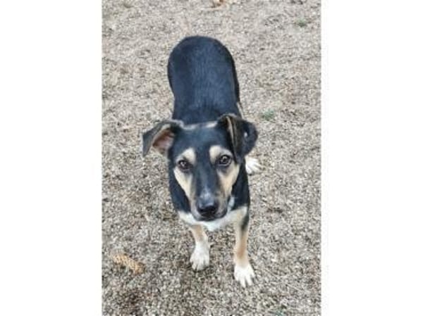 Janka - wartet in 99427 Weimar