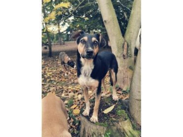 Janka - wartet in 99427 Weimar