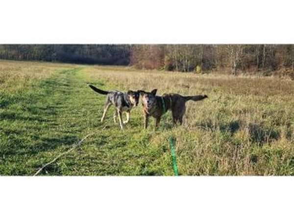 Janka - wartet in 99427 Weimar