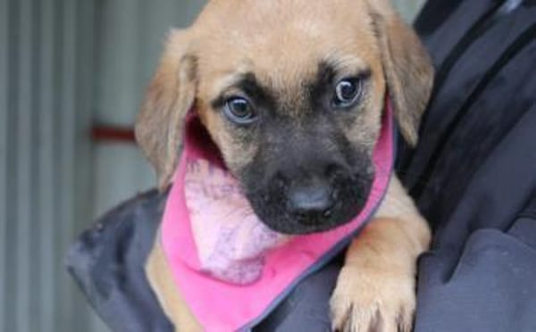 And the winner is: Chantal