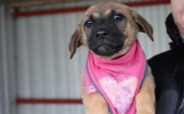 And the winner is: Chantal