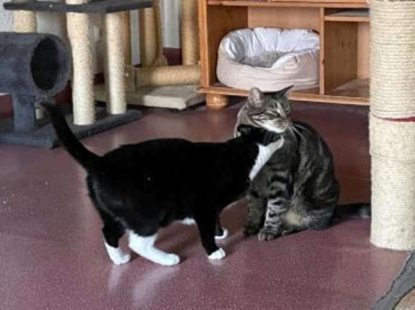 TONJA & MAXI - Traumpaar sucht Zuhause