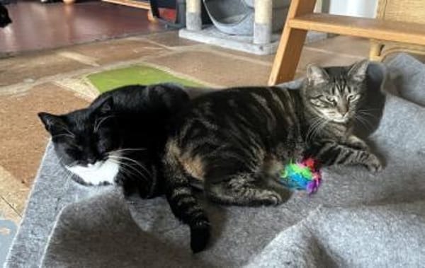 TONJA & MAXI - Traumpaar sucht Zuhause