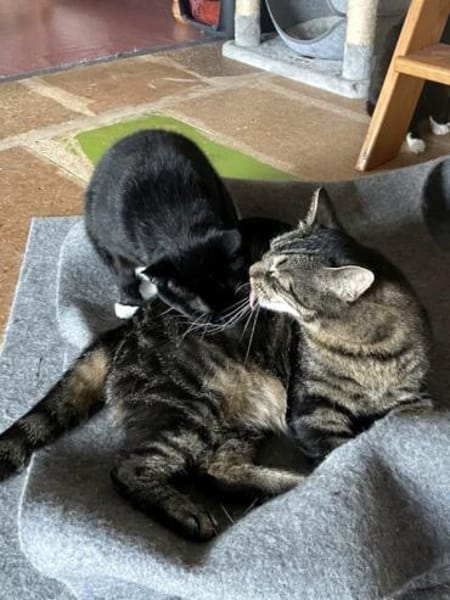 TONJA & MAXI - Traumpaar sucht Zuhause