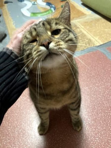 CARLO - Rohdiamant braucht Feinschliff