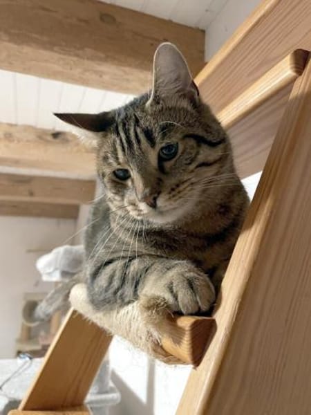 CARLO - Rohdiamant braucht Feinschliff