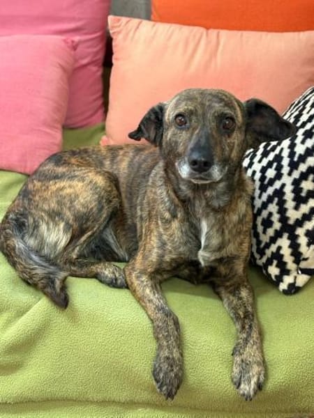 Unsere sanfte Dotty schenkt viel Liebe