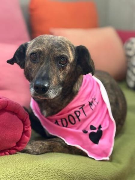 Unsere sanfte Dotty schenkt viel Liebe