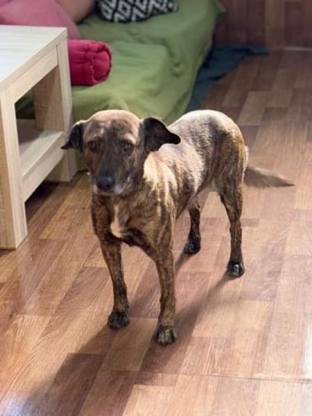 Unsere sanfte Dotty schenkt viel Liebe