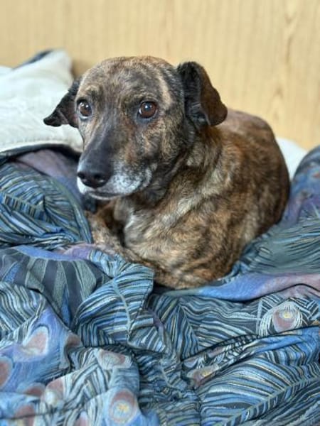 Unsere sanfte Dotty schenkt viel Liebe