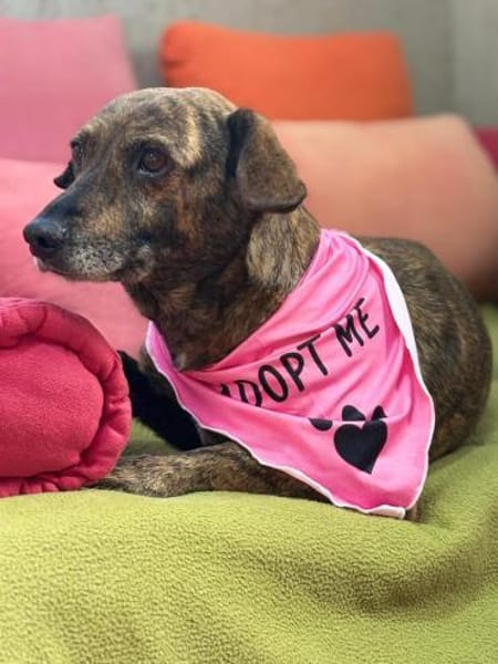 Unsere sanfte Dotty schenkt viel Liebe