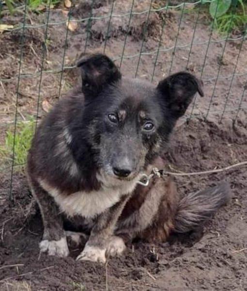 Dalia 12j. 38 cm sucht Gnadenplatz