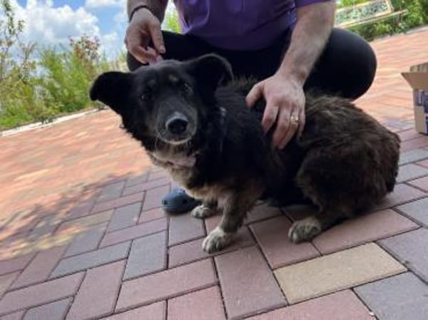 Dalia 12j. 38 cm sucht Gnadenplatz