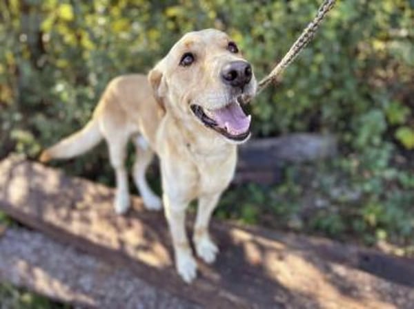 super toller  Svenjo sucht Zuhause!