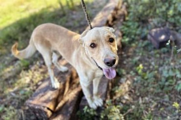 super toller  Svenjo sucht Zuhause!