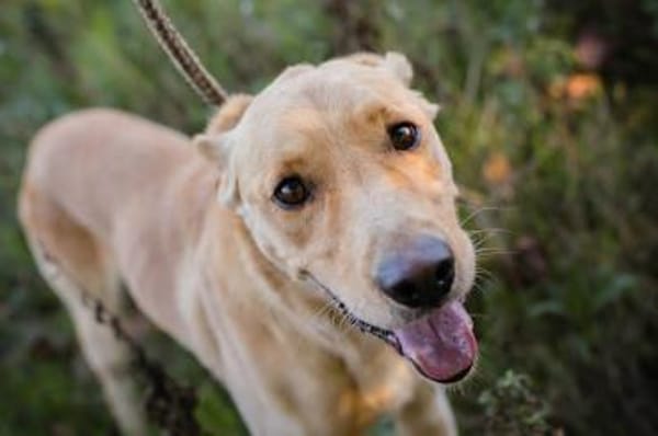 super toller  Svenjo sucht Zuhause!