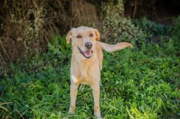 super toller  Svenjo sucht Zuhause!