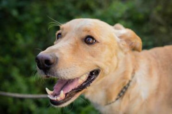 super toller  Svenjo sucht Zuhause!