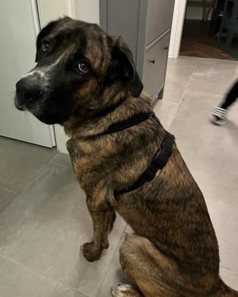 Hanni, geb. ca. 12/2020, 59069 Hamm