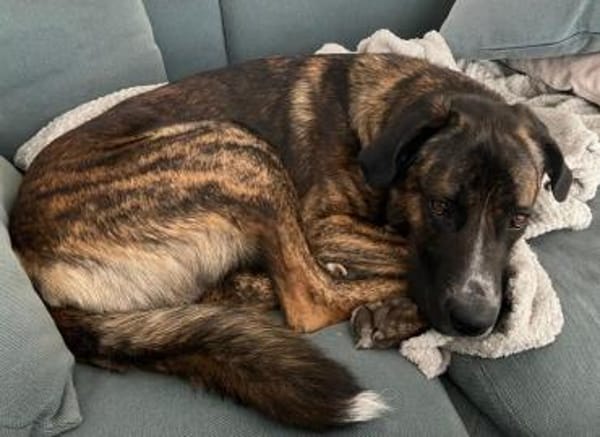 Hanni, geb. ca. 12/2020, 59069 Hamm